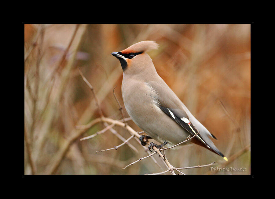 Bohemian Waxwing