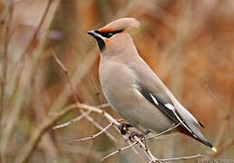 Bohemian Waxwing