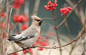 Bohemian Waxwing