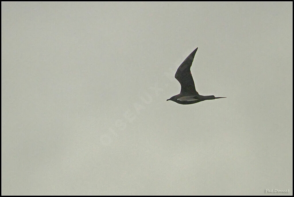 Parasitic Jaeger