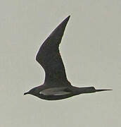 Parasitic Jaeger