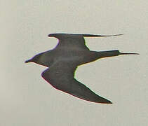 Parasitic Jaeger