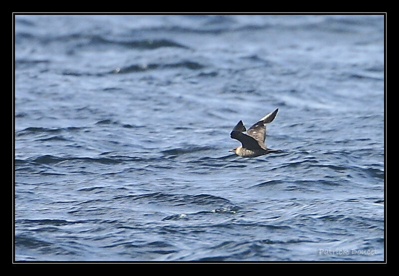 Pomarine Jaeger