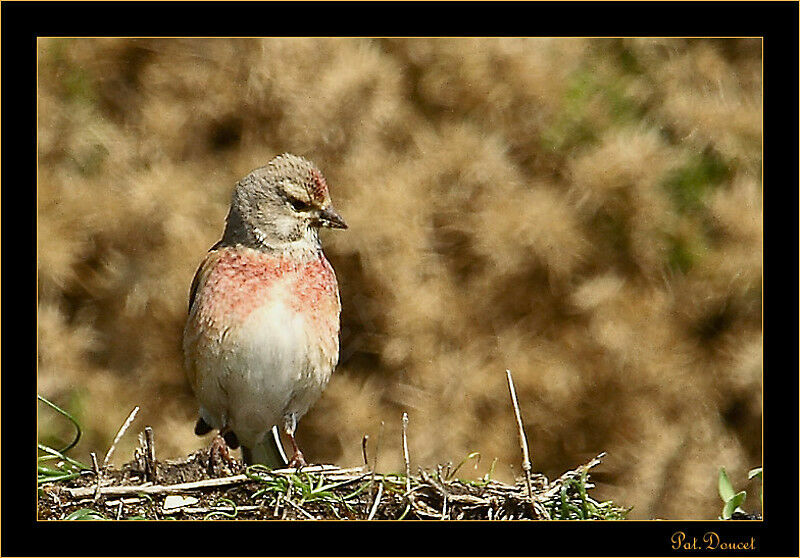 Linotte mélodieuse