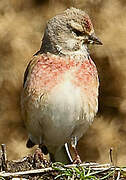 Common Linnet