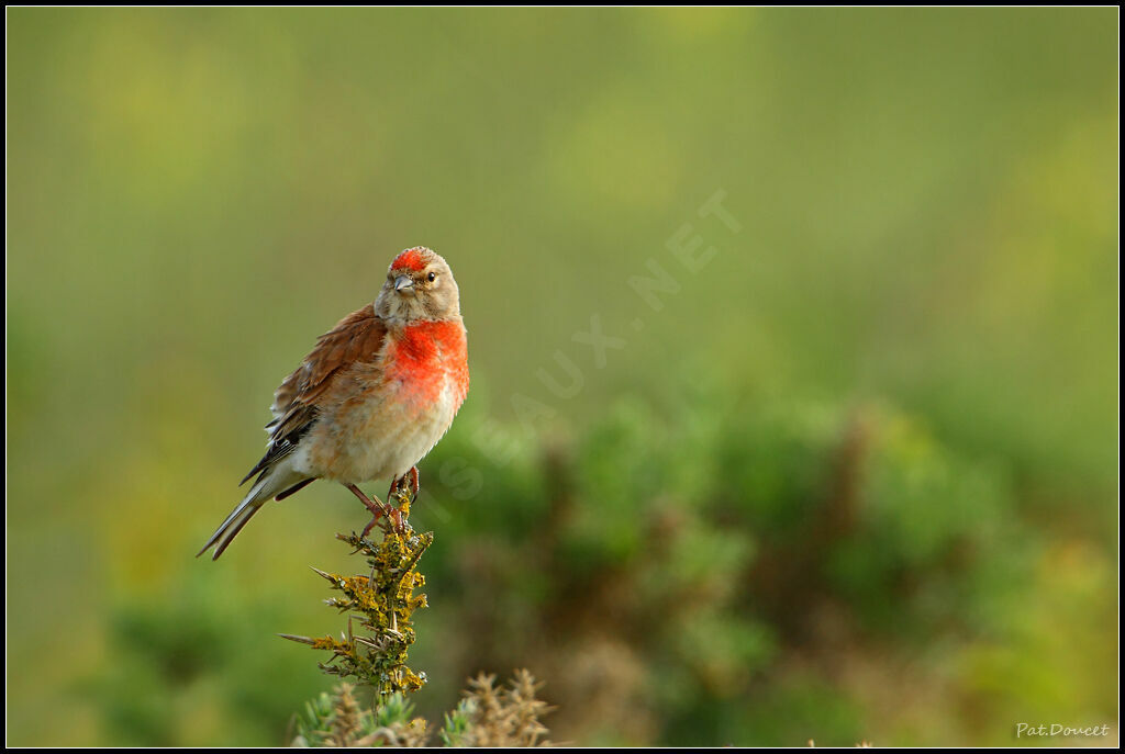 Common Linnet male adult, pigmentation, Behaviour