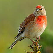 Common Linnet