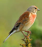 Common Linnet