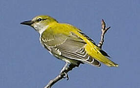 Eurasian Golden Oriole