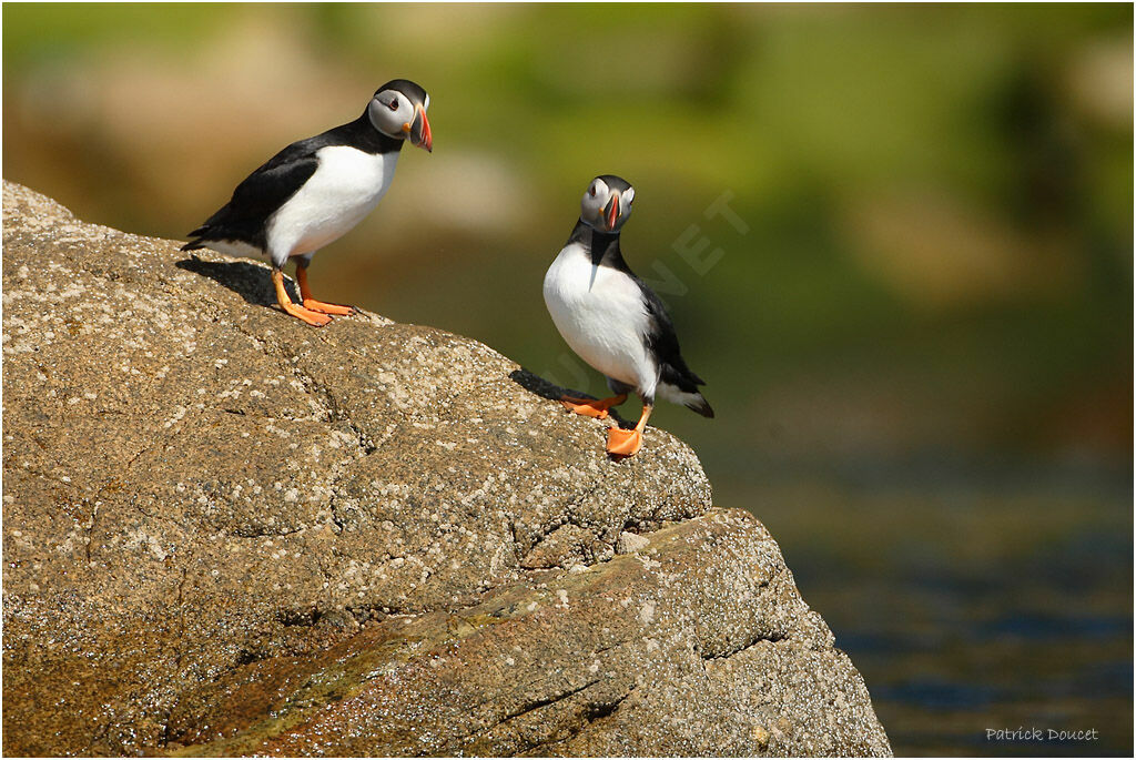 Atlantic Puffin