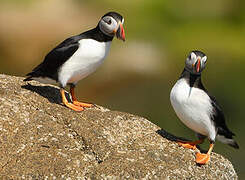 Atlantic Puffin