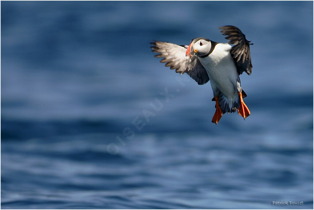 Atlantic Puffin