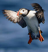 Atlantic Puffin