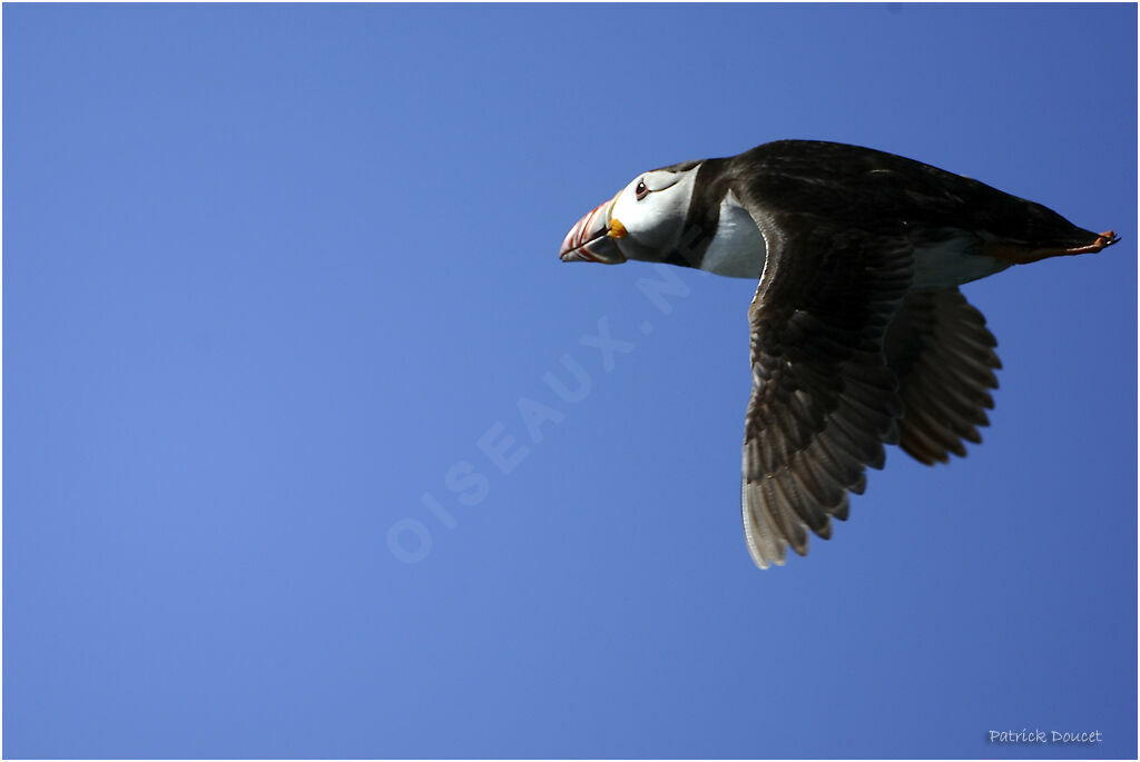 Atlantic Puffin