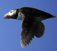 Atlantic Puffin