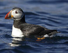 Atlantic Puffin