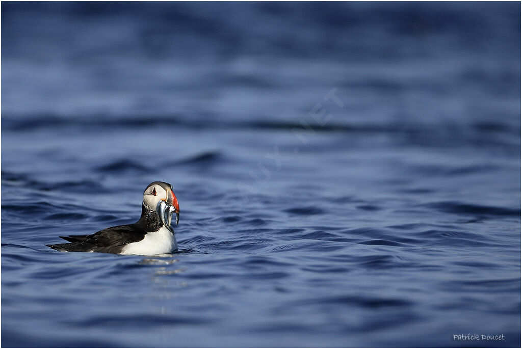 Atlantic Puffin