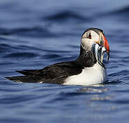 Atlantic Puffin