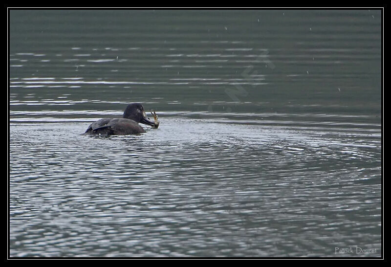 Velvet Scoter