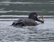 Velvet Scoter