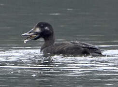 Velvet Scoter