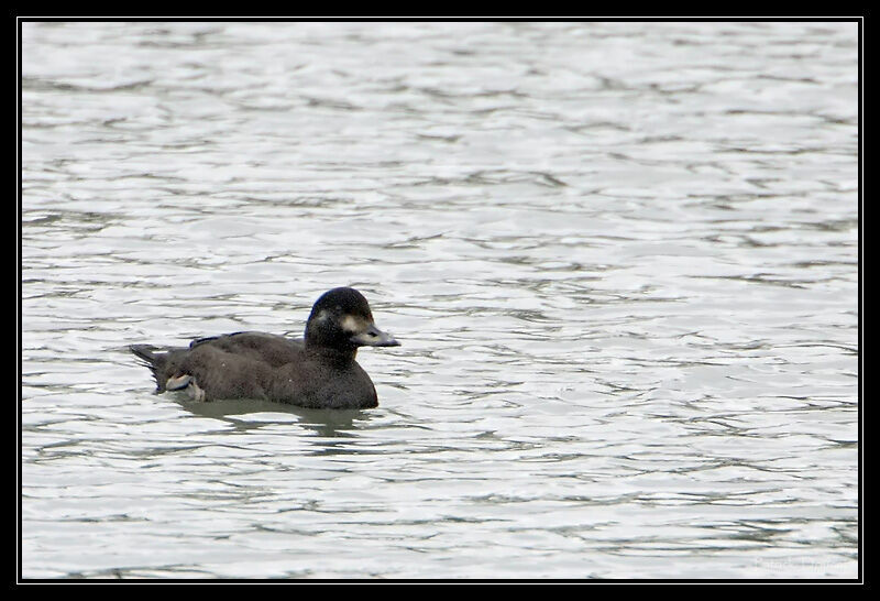 Velvet Scoter