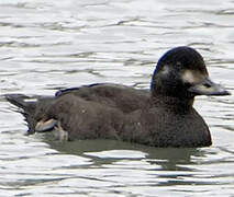 Velvet Scoter