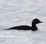 Common Scoter