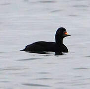 Common Scoter