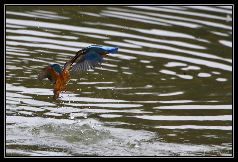 Common Kingfisher