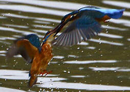 Common Kingfisher