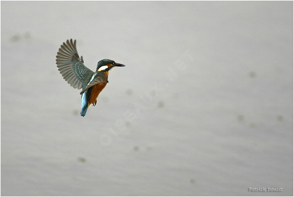 Common Kingfisher, Flight