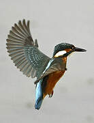 Common Kingfisher