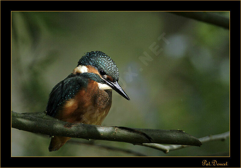 Common Kingfisher