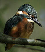 Common Kingfisher