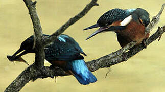 Common Kingfisher