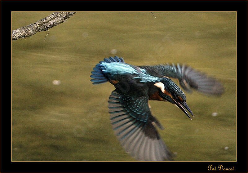 Common Kingfisher