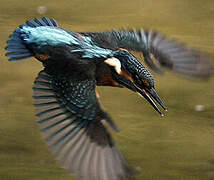 Common Kingfisher