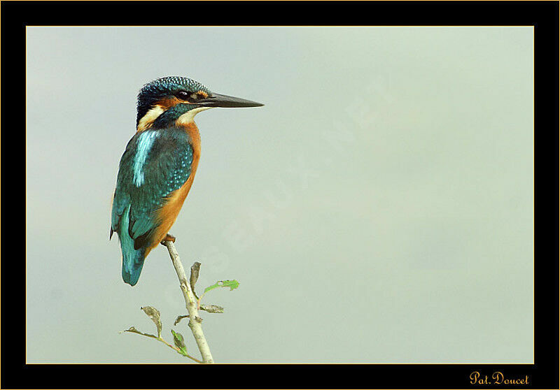 Common Kingfisher