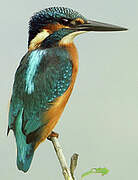 Common Kingfisher