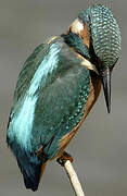 Common Kingfisher