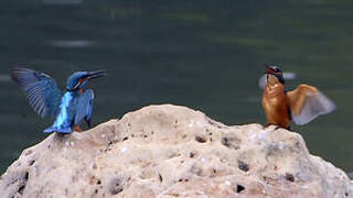 Common Kingfisher