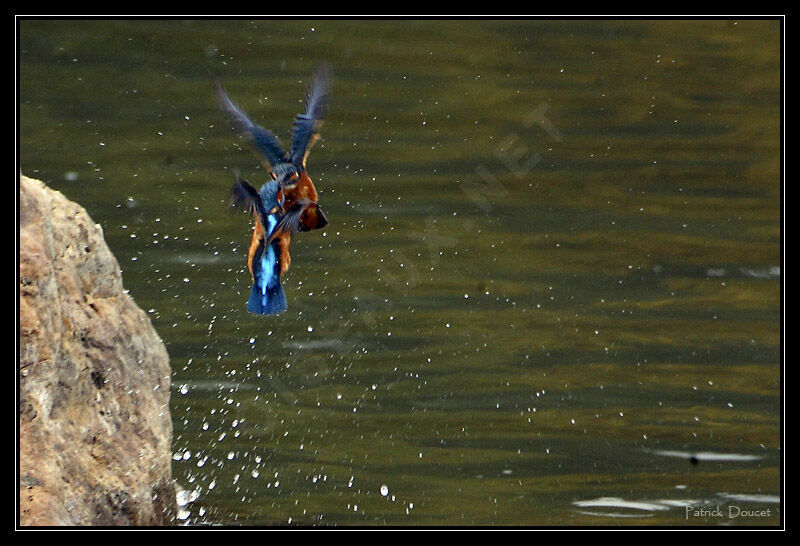 Common Kingfisher