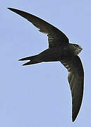 Common Swift