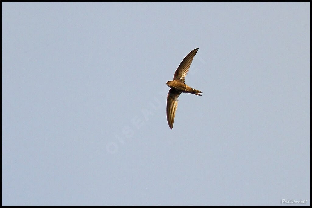 Plain Swift