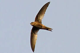 Plain Swift