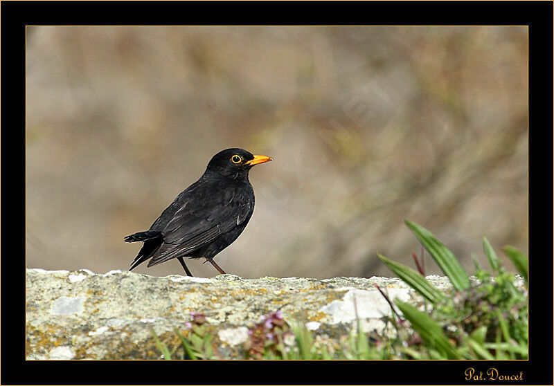 Common Blackbird