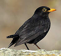 Common Blackbird