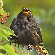 Common Blackbird