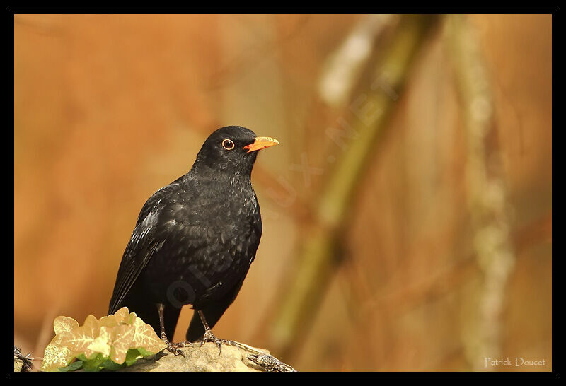 Common Blackbird